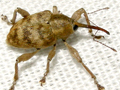 Curculio venosus